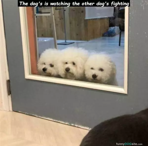 Watchign The Fight