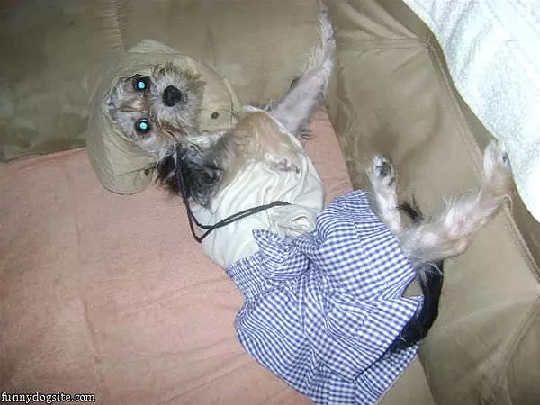 All Dressed Up