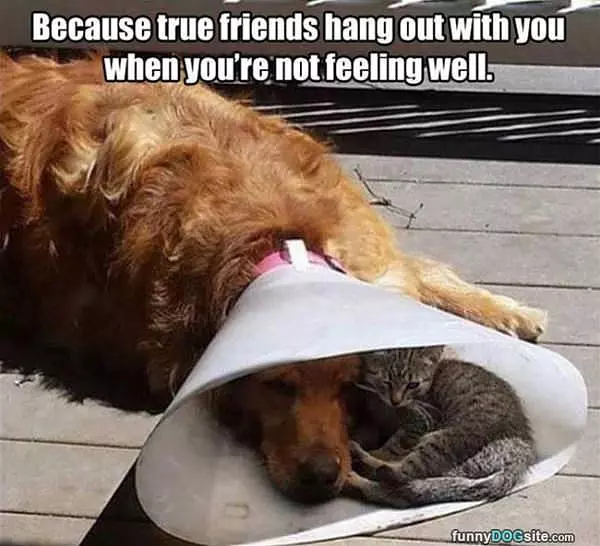 The Best Of Friends