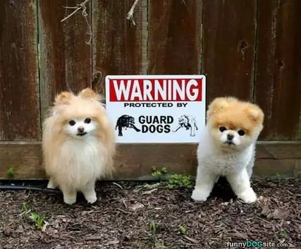Protected By Guard Dogs