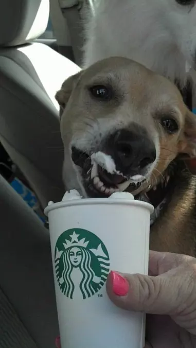 A Little Whipped Cream