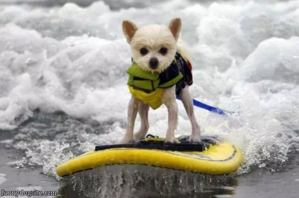 The Surfing Dog