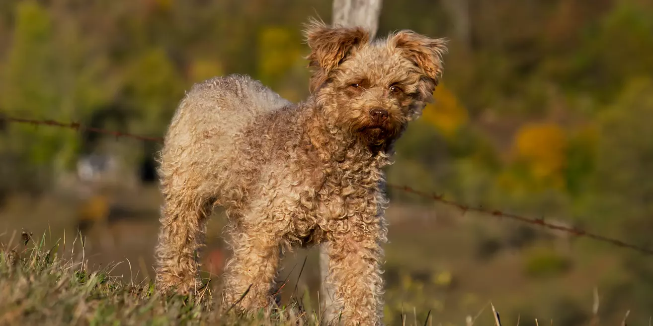 Brown Pumi dog