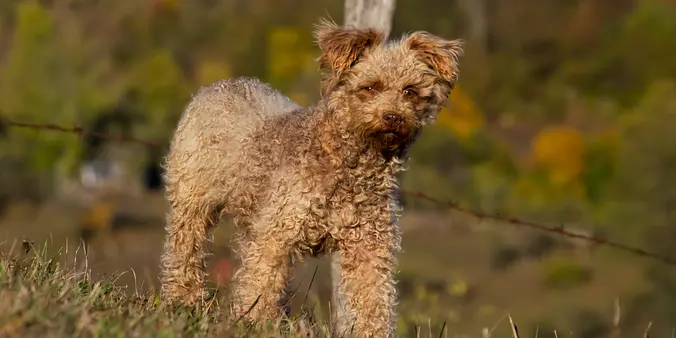 Brown Pumi dog