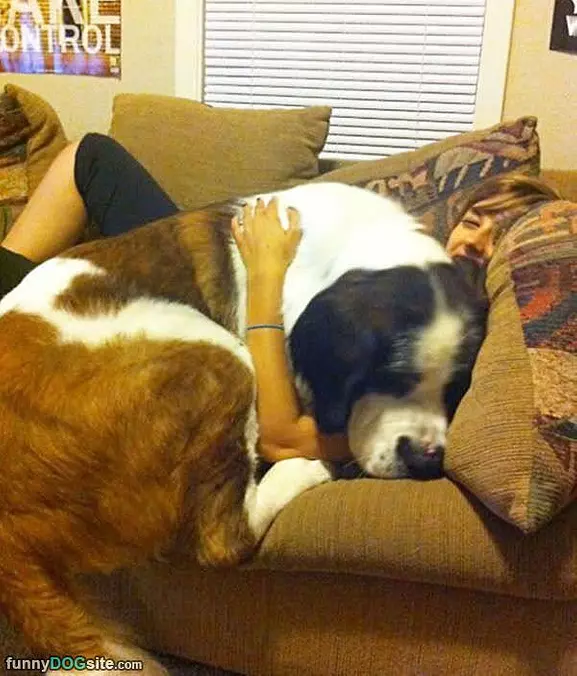 I Am A Lap Dog