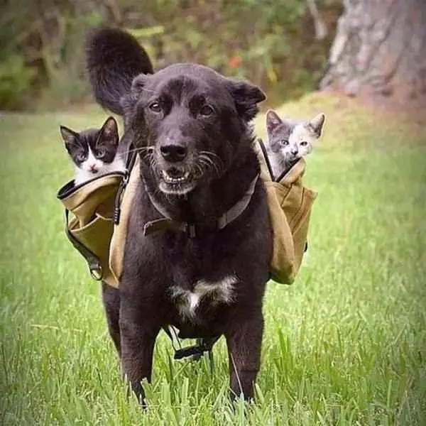 Carrying My Cats Around