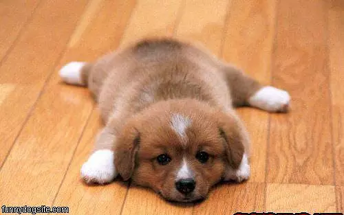 Flat Dog