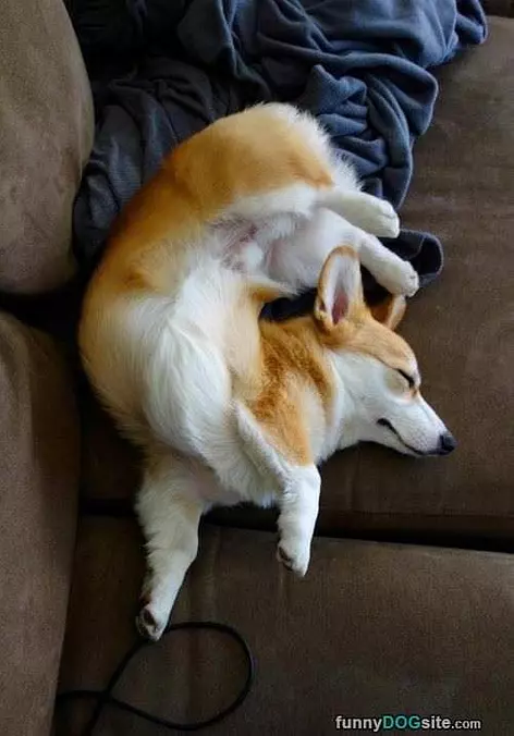 Curled Up