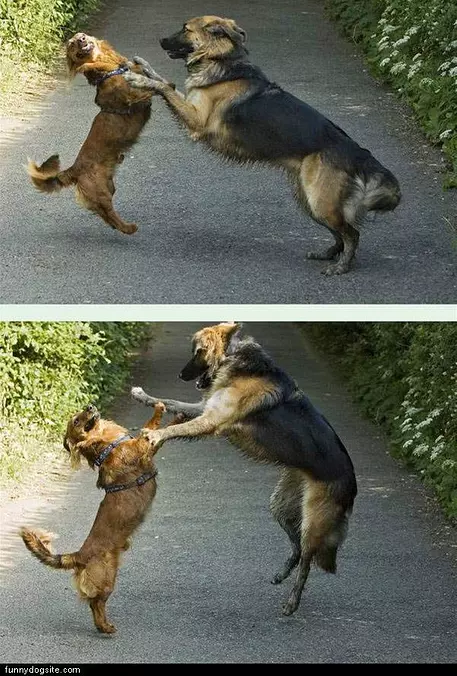 Dog High Five