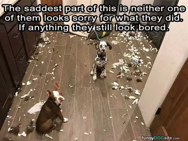 Neither Of Them Are Sorry