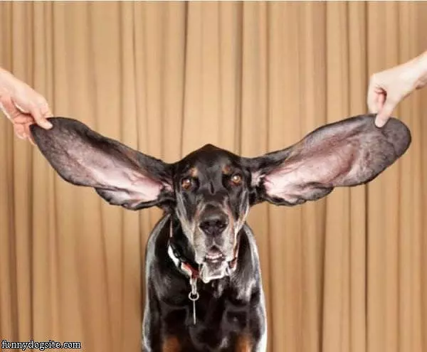Large Floppy Ears
