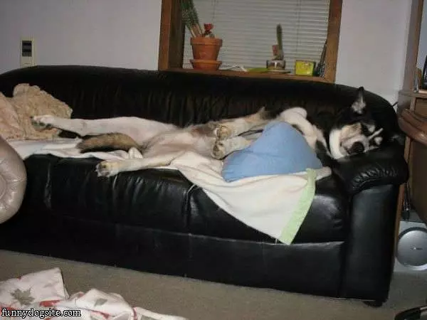 Asleep On The Couch