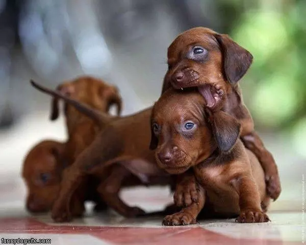 Nom Nom Nom