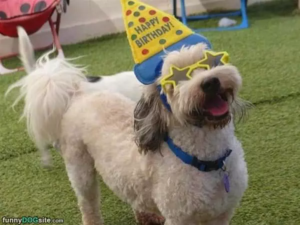 I Love My Birthday