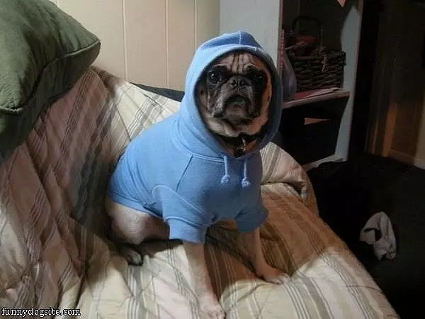 Like My Sweatshirt