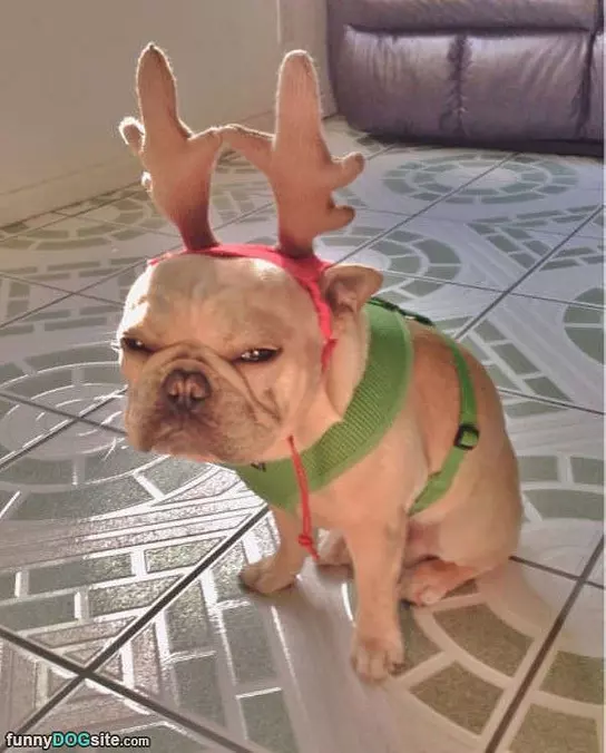 Reindeer Dog