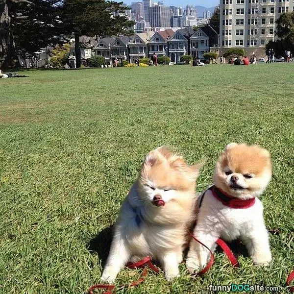 Windy Day
