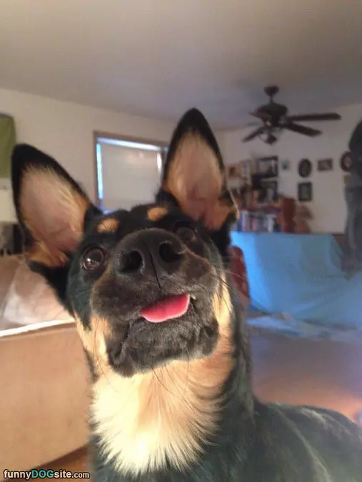 Tongue Out A Little