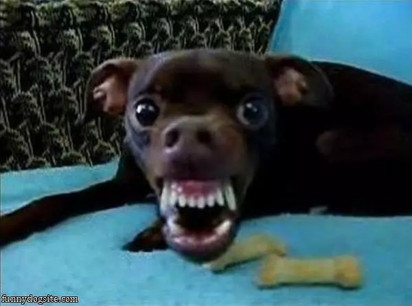 Happy Dog