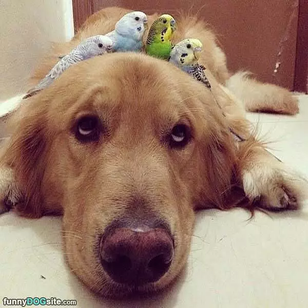 Me And The Birdies