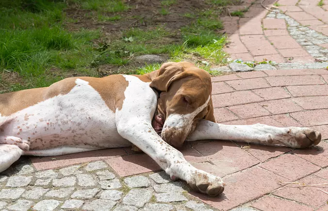 Bracco Italiano sleeping