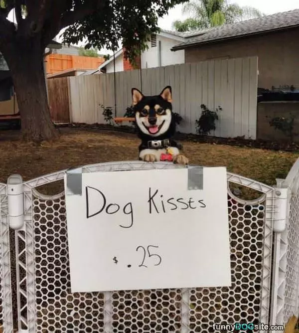 Dog Kisses