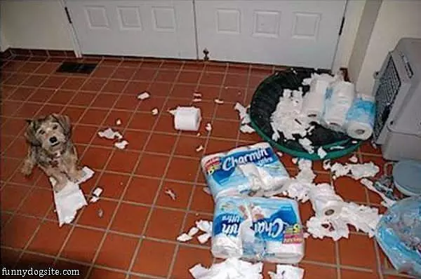 Charmin Soft