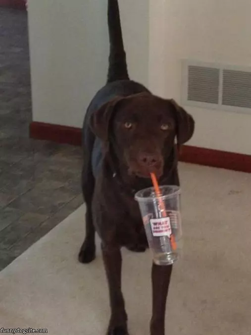 Is There Free Refills