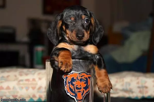 Go Bears
