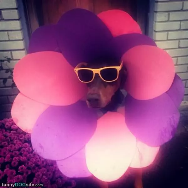 This Is One Cool Dog