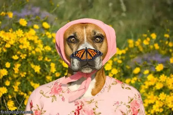 Oooo A Butterfly