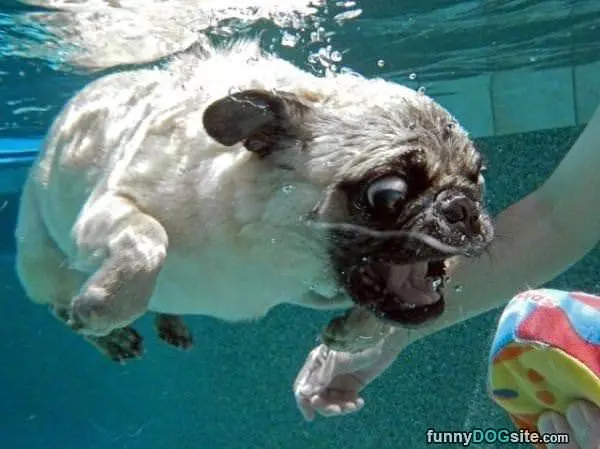 Diving For It