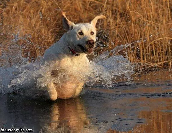 Water Dog