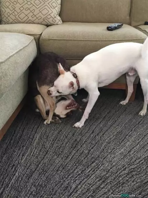 This Dog Wants To Play