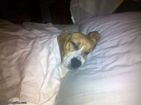 Sleepy Dog