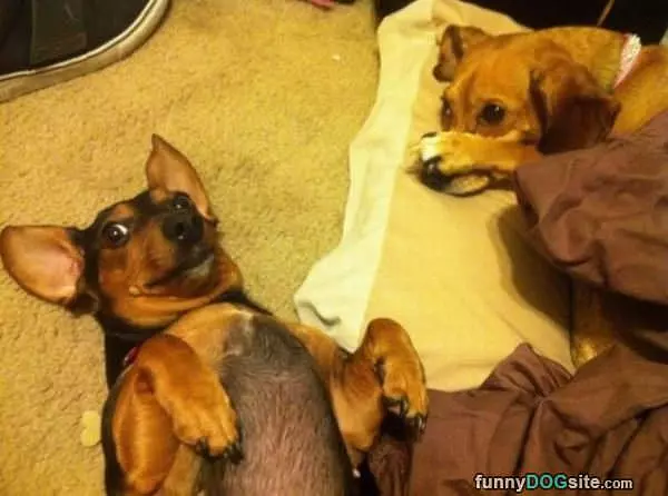 Woof Woof Woof