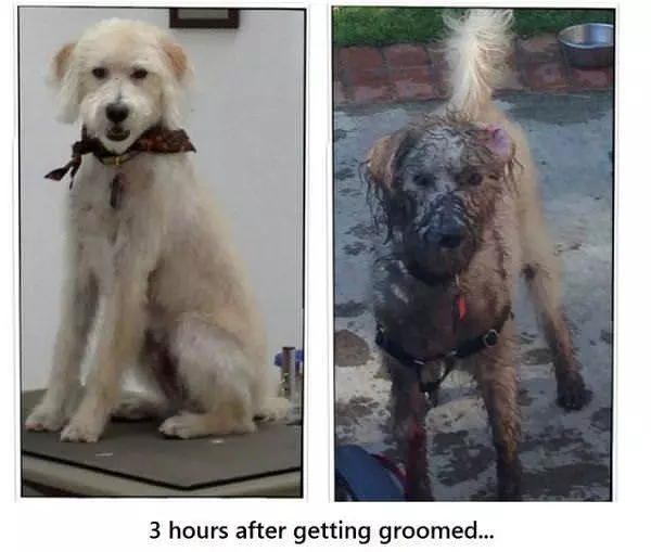 Got Groomed