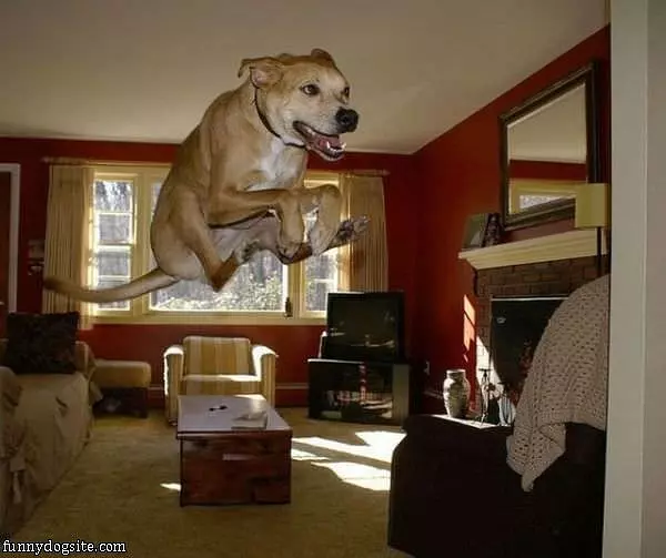 High Jumper