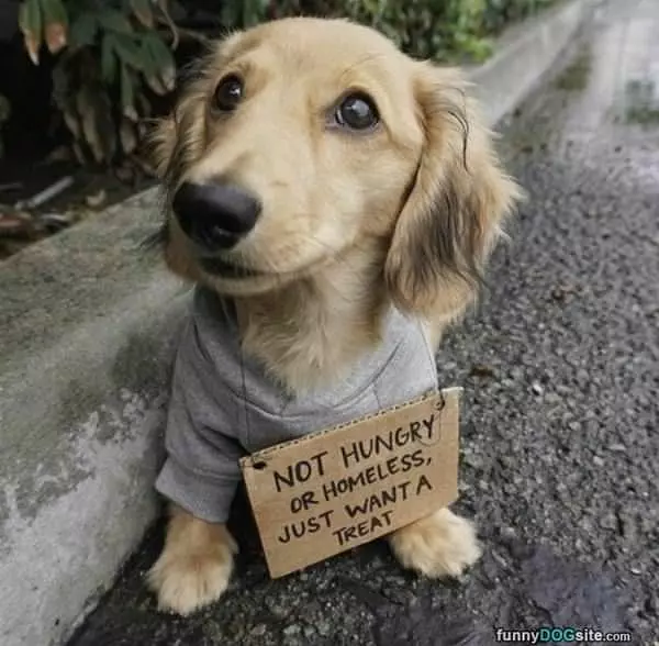 Just Want A Treat