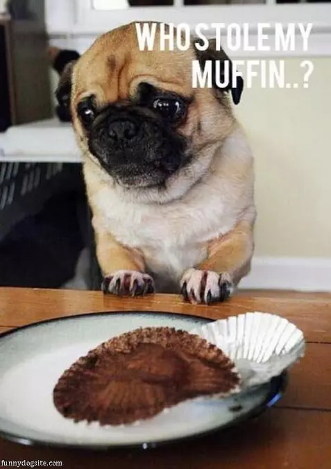 Who Stole My Muffin