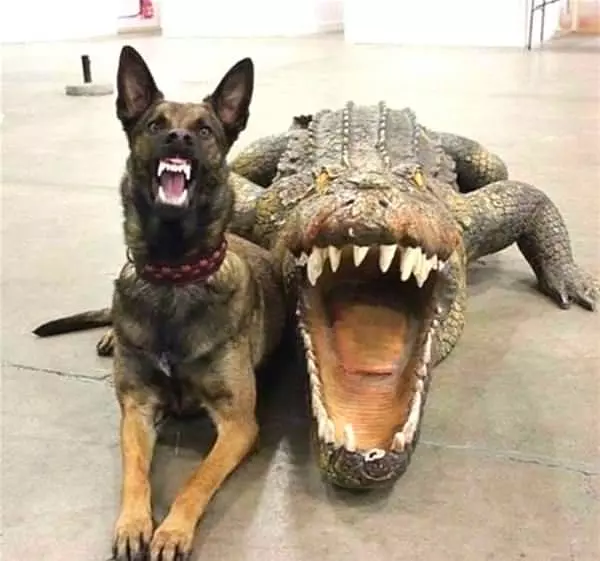 Grarrrr