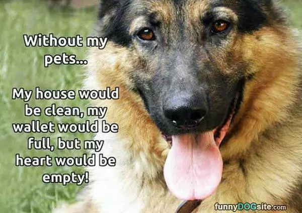Without Pets