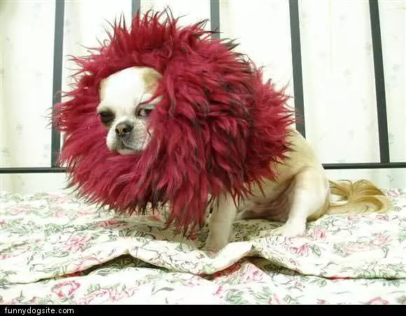 Funny Dog With Red Scarf