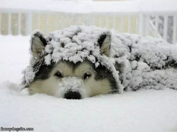 Loves Da Snow