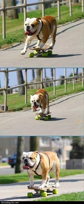 Skateboard Dog