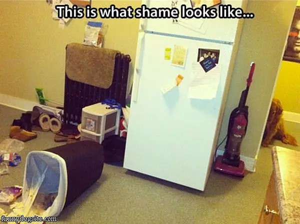 Shame