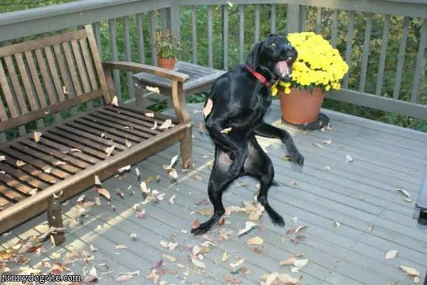 Thriller Dog