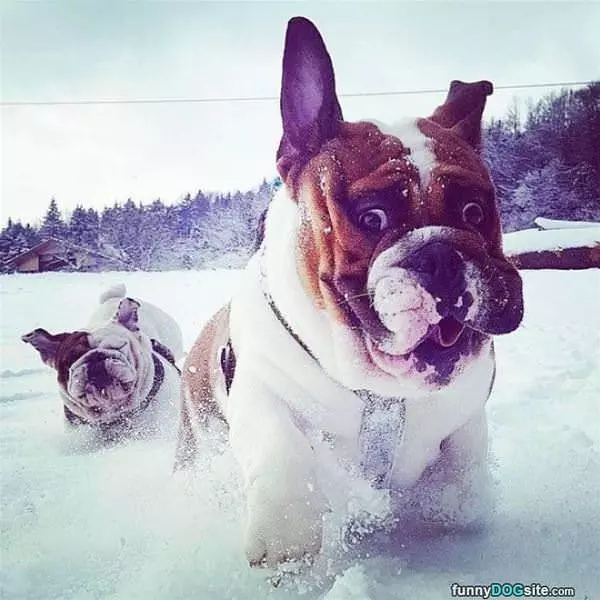 Running Through The Snow