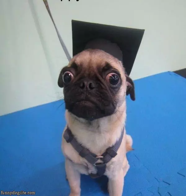 Doggy With Diploma