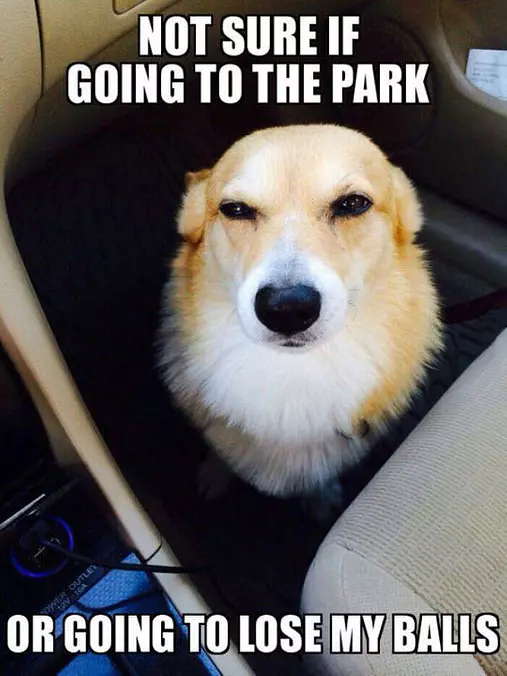 Suspicious Dog